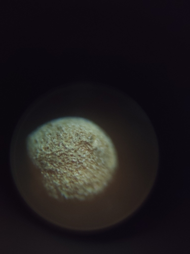 Cuscuta australis observed 2026-06-28