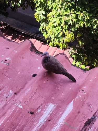Spotted Dove
