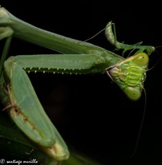 Stagmatoptera