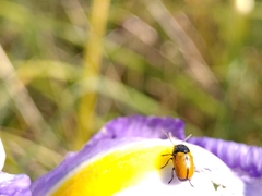 Cryptocephalus rugicollis