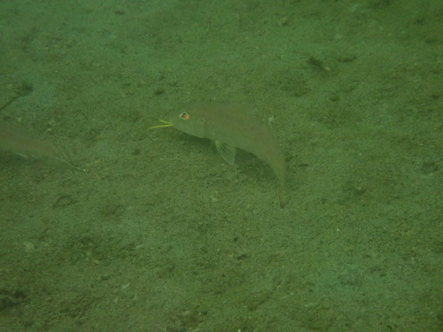 Upeneus japonicus observed 2026-06-28