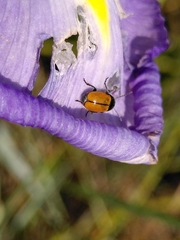 Cryptocephalus rugicollis