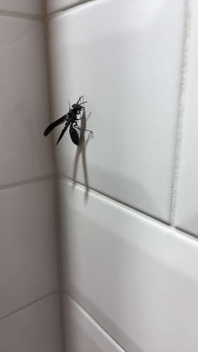Synoeca surinama