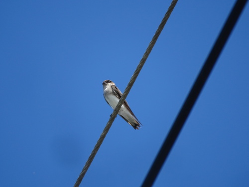 Grey-throated Martin (Riparia chinensis), photo 3