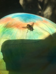 Myathropa florea