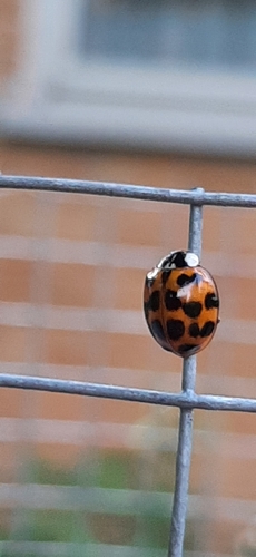 Asian Lady Beetle