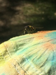 Myathropa florea