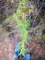 Cliffortia phillipsii