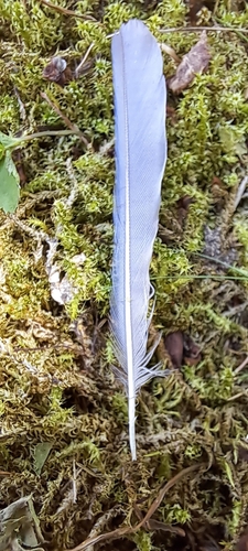 Blaumeise