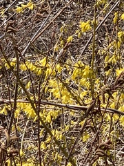 Forsythia suspensa