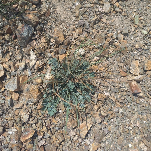 Glaucium squamigerum, photograph 6