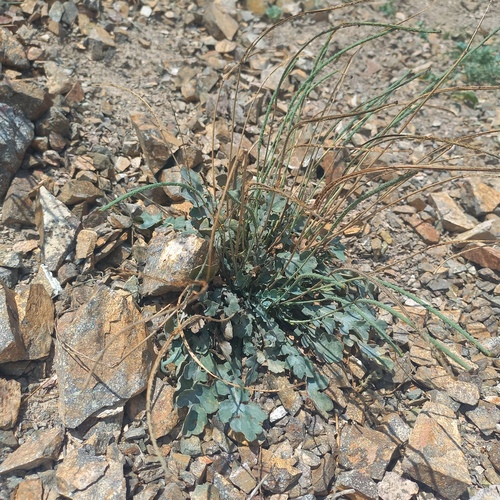 Glaucium squamigerum (Glaucium squamigerum)