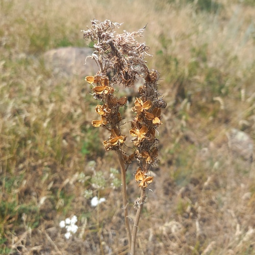 Eremurus cristatus