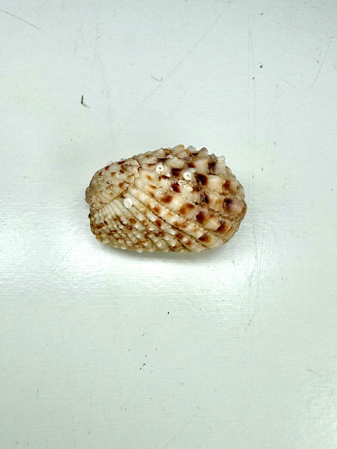 Cardita variegata observed 2026-06-28