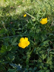 Ranunculus bulbosus