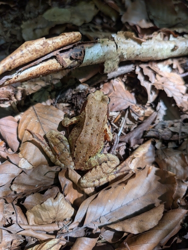 European Common Frog