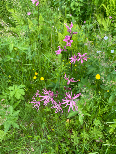 ragged-robin