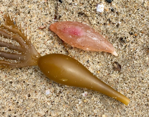 Holothuroidea