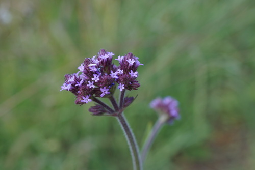 Verbena incompta, photograph 5