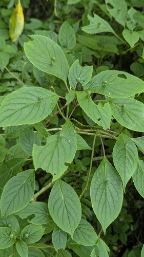 Helwingia japonica