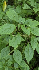 Helwingia japonica