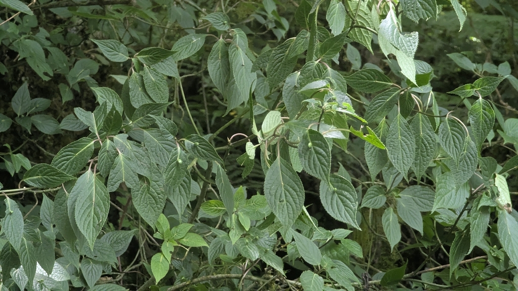 Helwingia japonica; photograph (c) Cheng-Te Hsu, some rights reserved (CC BY)