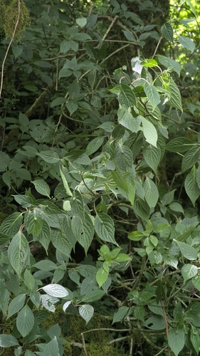 Helwingia japonica, photograph 2