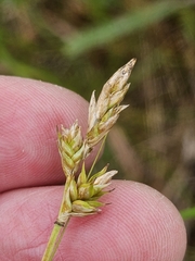 Carex siccata, photograph (c) Norma Malinowski, some rights reserved (CC BY)
