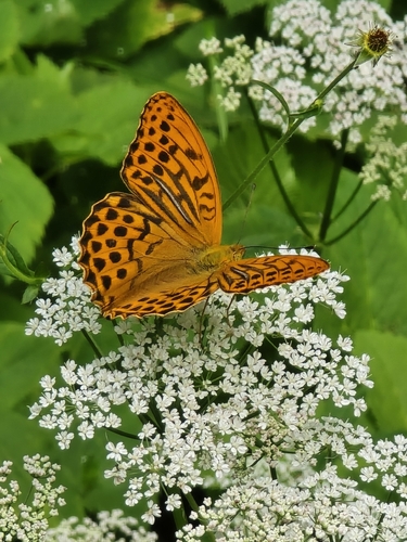 Silver-washed Fritillary