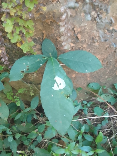 Ficus montana observed 2026-06-28