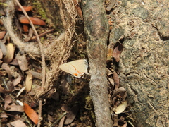 Electrostrymon hugon