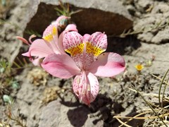Alstroemeria pallida