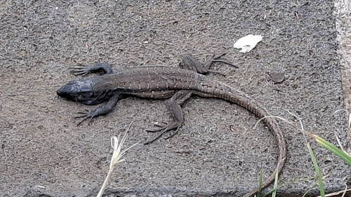 Tenerife Lizard