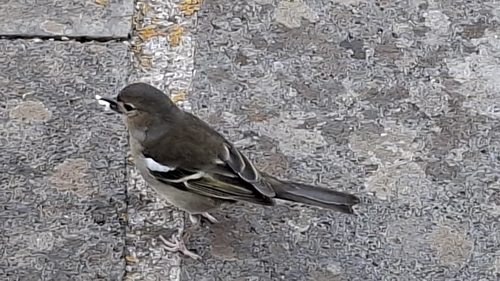 Canary Islands Chaffinch