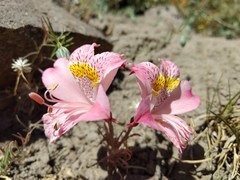 Alstroemeria pallida