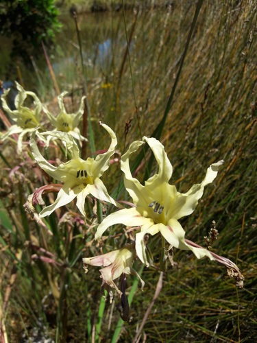 Gladiolus undulatus
