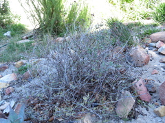 Lampranthus coccineus
