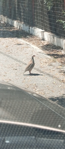 Chukar