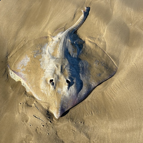 Melbourne skate (Dipturus whitleyi) — Rajidae — 5