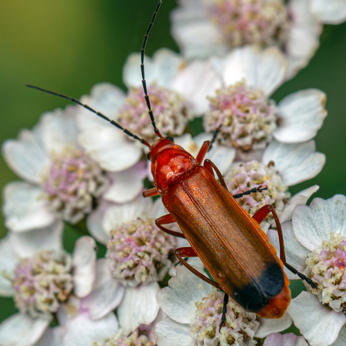 Common Red Soldier Beetle