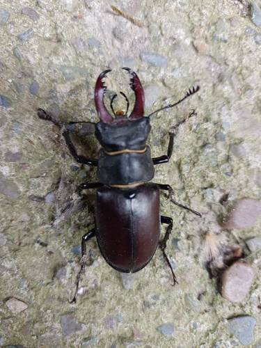 European Stag Beetle