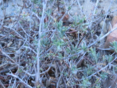 Lampranthus coccineus