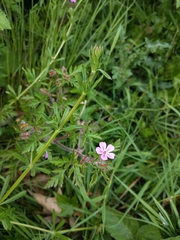 Geranium robertianum