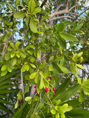 Guapira discolor, photograph (c) Rachael Kaiser, some rights reserved (CC BY)