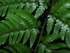 Dryopteris sordidipes