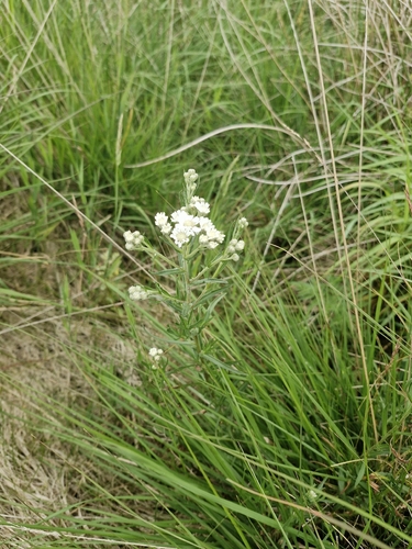 Achillea ptarmica