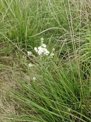 Achillea ptarmica