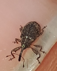 Anthonomus humeralis