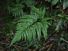 Dryopteris sordidipes