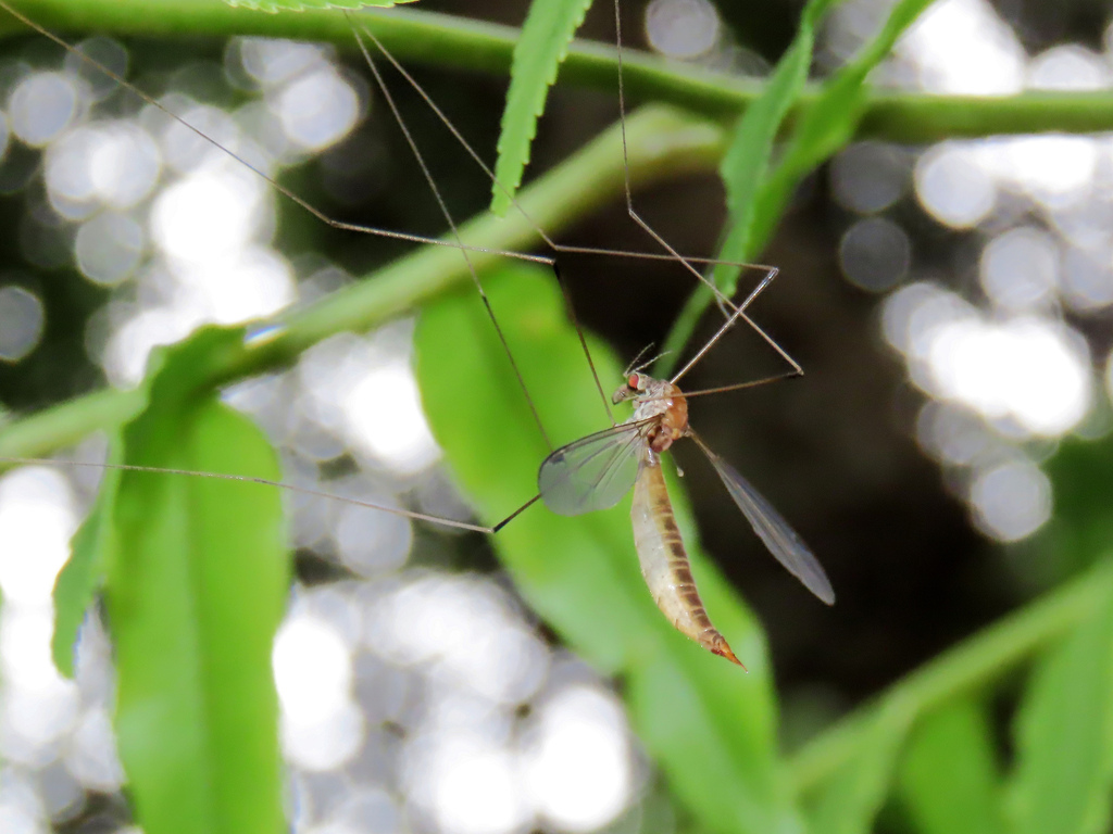 Indotipula